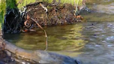 Dnipro nehir suyunun kumlu plajında ağaç kökleri
