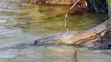 Dnipro nehir suyunun kumlu plajında ağaç kökleri