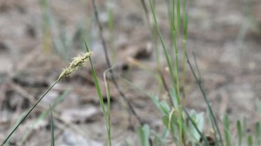 Nisan ayında çalışan karıncaların arka planına karşı saman çimeni