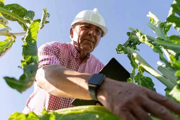 Agronomist engineer performs a quality control of a sustainable crop. subjective view of plants. He wears a helmet and has a tablet and a smart watch with which he controls irrigation and the quality of the crop.