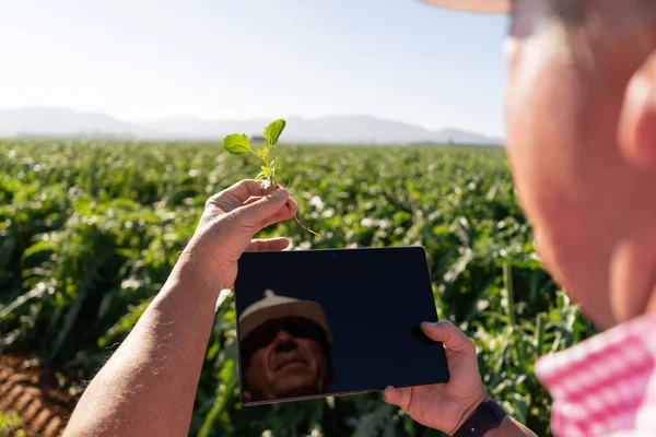 Agronomist compares the quality of a sprout with his electronic device. His face is reflected on the screen. Quality control concept, Sustainable farming.