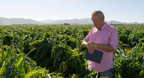 Senior farmer looking at his smart watch in an artichoke crop. He carries a tablet in his hand for the quality inspection of the plants. Copy space on the left.