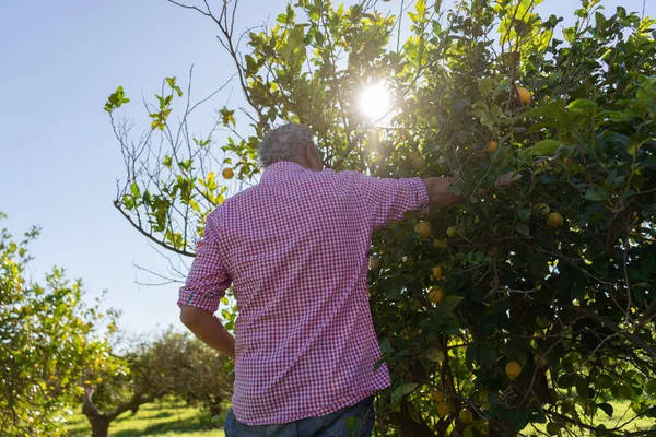 Older man picking lemons from an organic lemon tree in the orchard of Murcia. Denomination of origin lemons. It is in an orchard and the sun sneaks through the leaves.