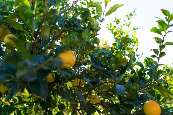 Lemon tree with denomination of origin, orchard of Murcia. Lemon tree full of lemons and leaves on a sunny day. Spain