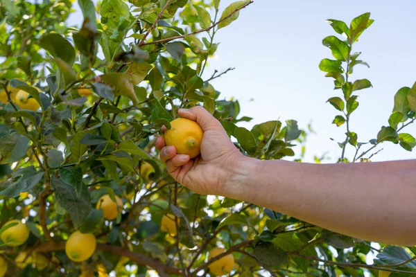 Hand holding a lemon straight from the tree. Collection of lemons with denomination of origin, Murcia, Spain