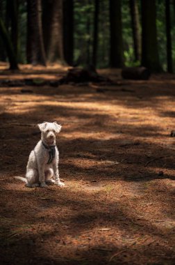 Ormandaki köpek. Doğada evcil hayvan. Ormanda güneş ışığının altında oturan bir köpek. Doğadaki yavru köpek konsepti