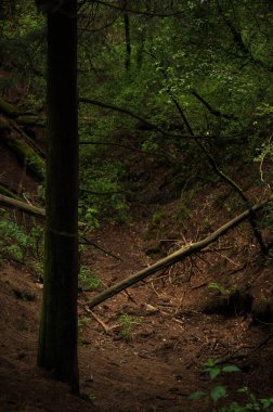 Sonbaharda çok güzel mistik bir orman. Portakal ve yeşil yapraklı büyüleyici ağaçların manzarası. Rüya gibi bir bulut ormanında patika manzarası. doğal arkaplan