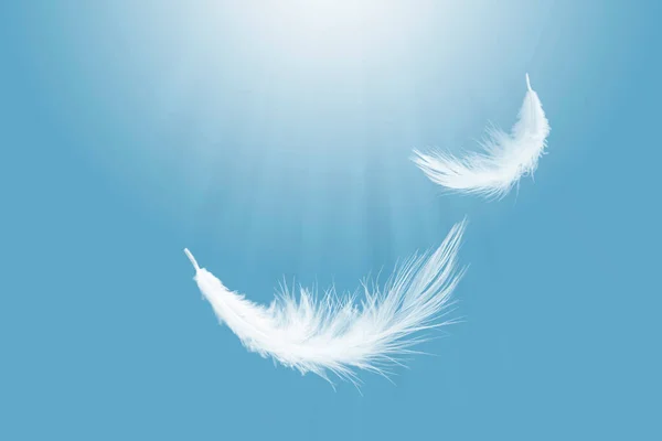 概要空に浮かぶふわふわの白い鳥の羽 空飛ぶ白鳥の羽 — ストック写真