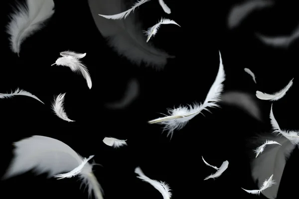 白鸟鸟在黑暗中飞翔 羽毛飘浮在黑色上 — 图库照片