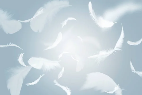 Abstract Group of White Bird Feathers Flying in The Sky. Feathers Floating in Heavenly.