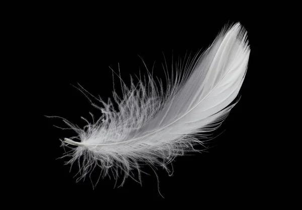 Άσπρα Φτερά Πουλιών Απομονωμένα Μαύρο Φόντο Κάτω Φτερό Των Κύκνων — Φωτογραφία Αρχείου