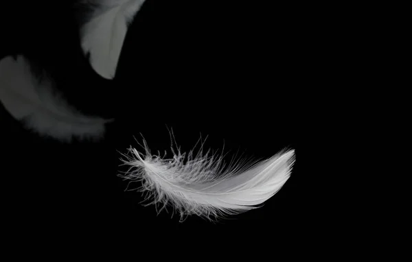 摘要白鸟羽毛在黑暗中坠落 羽毛飘浮在黑色上 — 图库照片
