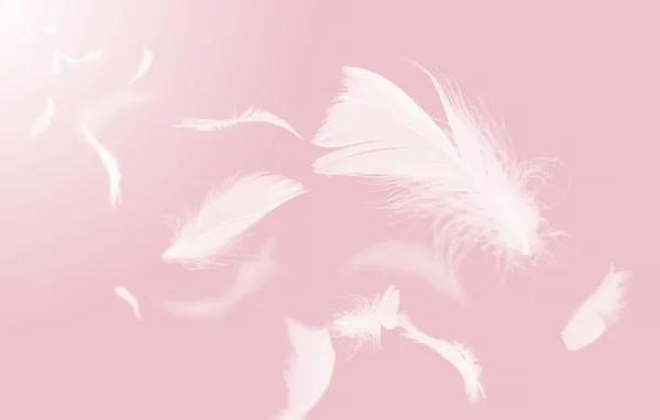 概要空を飛ぶ白い鳥の羽 羽が天に浮かんでいます ピンクの背景 — ストック写真