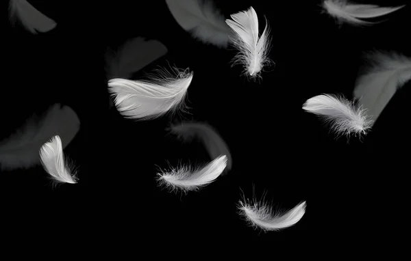 摘要白鸟羽毛在黑暗中飘浮 羽毛穿黑色 — 图库照片