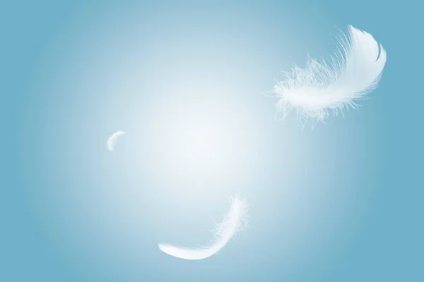 Abstract White Bird Feathers Floating Sky Flying Swan Feather — Stock Photo, Image