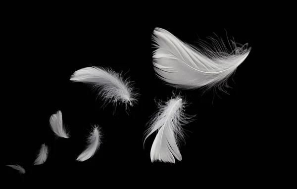 Abstrakte Weiße Vogelfedern Die Dunkeln Schweben Fliegende Federn Auf Schwarz — Stockfoto