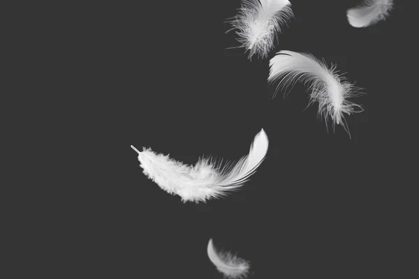 Streszczenie Pióra Białego Ptaka Spadające Powietrzu Pływające Pióro Łabędzie — Zdjęcie stockowe