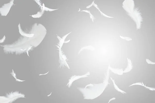 Abstract Group of White Bird Feathers Floating in The Air. Lightly Flying Feathers.