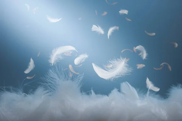 白鸟羽毛在空中坠落 飘扬天鹅羽毛的柔软性 — 图库照片