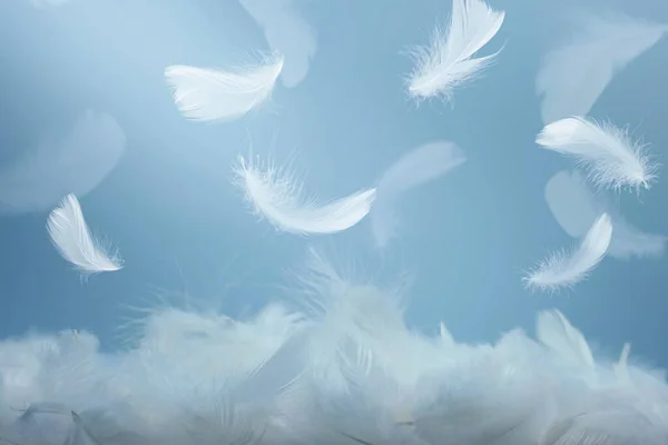 白鸟羽毛在空中坠落 天鹅羽毛飘浮的柔软性 — 图库照片