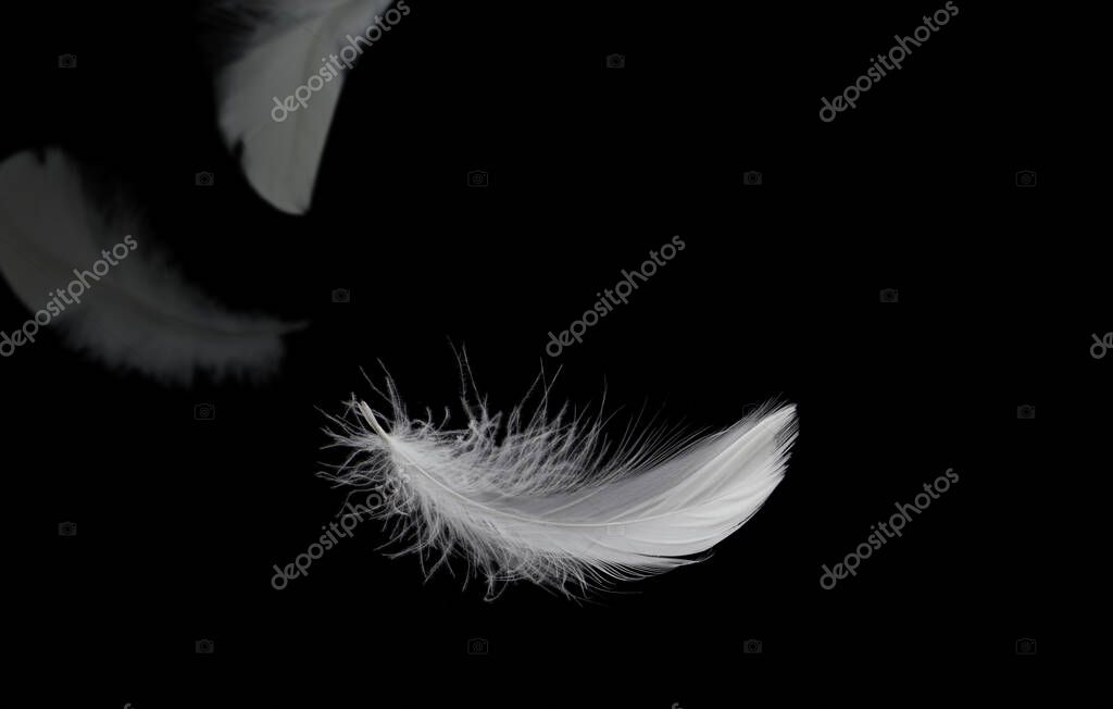 Abstract White Bird Feathers Falling in The Dark. Feathers Floating on Black.