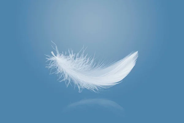 概要空中に落ちてくる白い鳥の羽 反射して浮かぶ白鳥の羽 — ストック写真