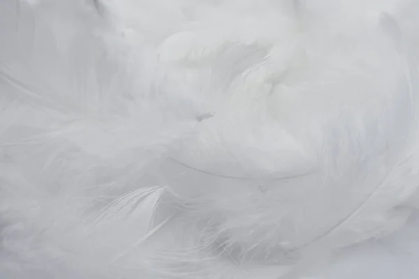 White Fluffly Feathers Textured Background Swan Feather — Stock Photo, Image