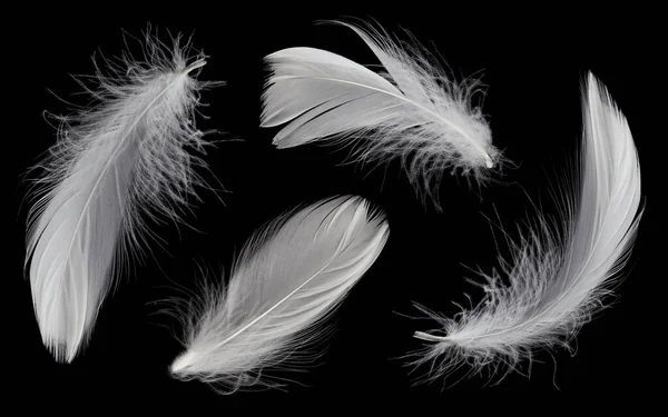 Συλλογή Λευκών Φτερών Που Απομονώνονται Μαύρο Φόντο — Φωτογραφία Αρχείου