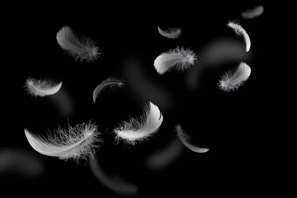 Penas Pássaros Brancos Abstratos Flutuando Escuridão Penas Voadoras Preto — Fotografia de Stock