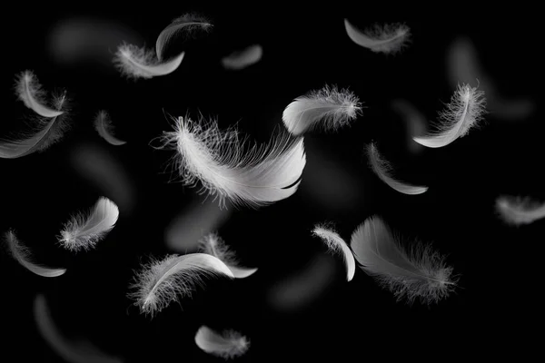Abstrakcyjne Białe Pióra Ptaka Unoszące Się Ciemności Latające Pióra Czarno — Zdjęcie stockowe