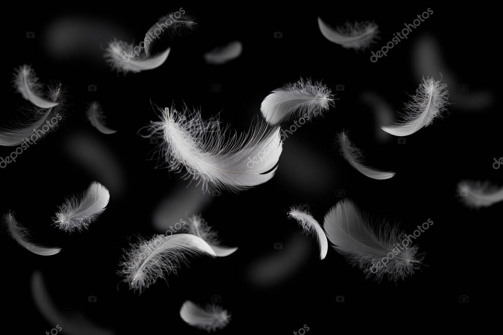 Abstract White Bird Feathers Floating in The Dark. Flying Feathers on Black.