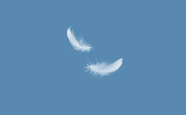 Abstrait Softness White Bird Feather Falling Air Plume Cygne Duvet — Photo