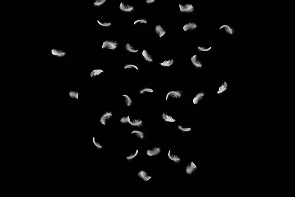 Abstract Group White Feathers Falling Air Feathers Black Background — стокове фото