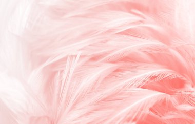 Güzel Yumuşak Pembe Tüyler Doku Vintage Arkaplanı.