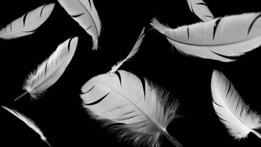 White Bird Feathers Floating in The Dark. Feathers on Black Background.