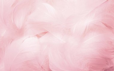 Soft Pink Swan Feathers Textured Background. Swan Feathers