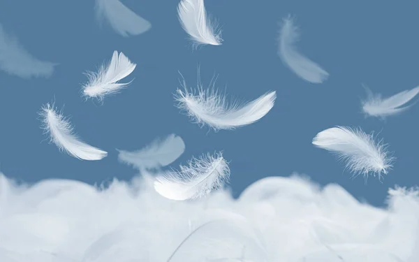 White Bird Feathers Falling in The Air. Softness of Swan Feathers on Blue Background. Floating Feathers.