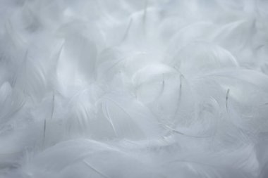 Fluffy White Feathers Textured Background. Swan Feathers