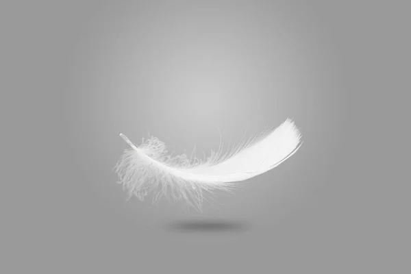 Abstract Single White Bird Feathers Falling in The Air. Swan Feather