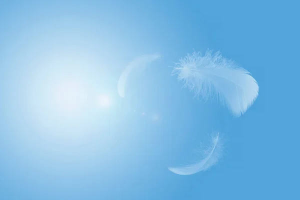 Abstract White Bird Feathers Flying Sky Пернаті Пливуть Небі — стокове фото
