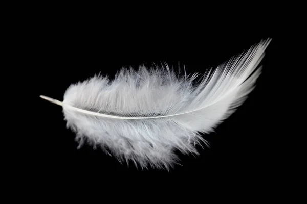 Fluffy Pena Pássaro Branco Isolado Fundo Preto — Fotografia de Stock
