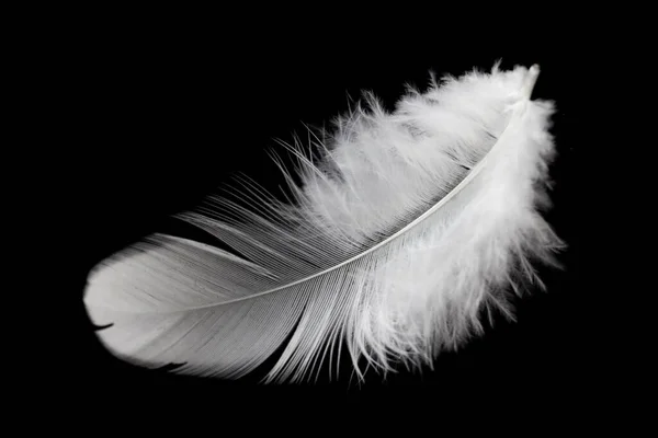 Fluffly White Feather Απομονωμένο Μαύρο Φόντο — Φωτογραφία Αρχείου