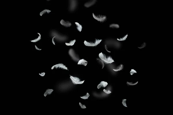 Penas Pássaro Branco Abstrato Caindo Escuridão Penas Flutuantes Preto — Fotografia de Stock