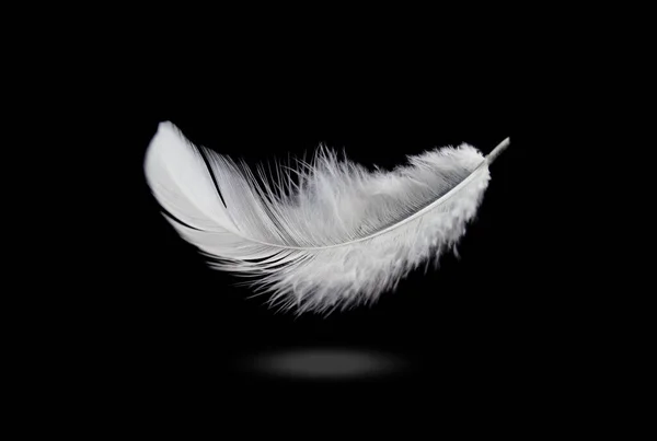 Abstrato Pena Pássaro Branco Caindo Escuro Pena Flutuante Fundo Preto — Fotografia de Stock