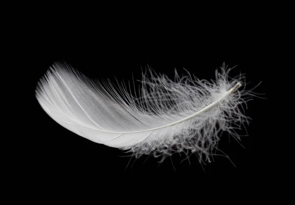 White Bird Feather Isolated Black Background — Stock Photo, Image