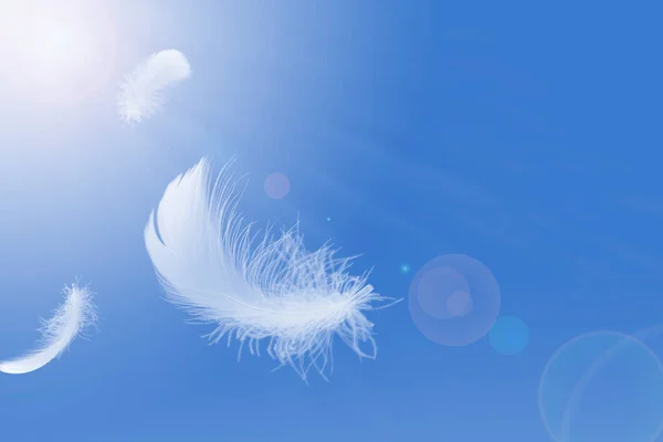 空に浮かぶ白い鳥の羽 空を飛ぶ羽 — ストック写真
