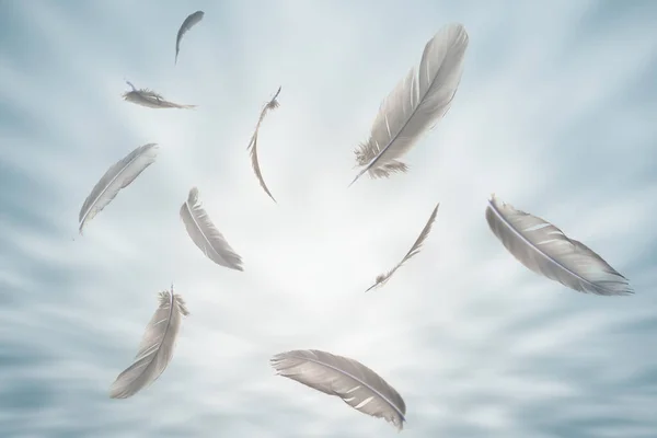 Abstract Gray Bird Feathers Flying Sky Clouds Inglês Penas Flutuando — Fotografia de Stock