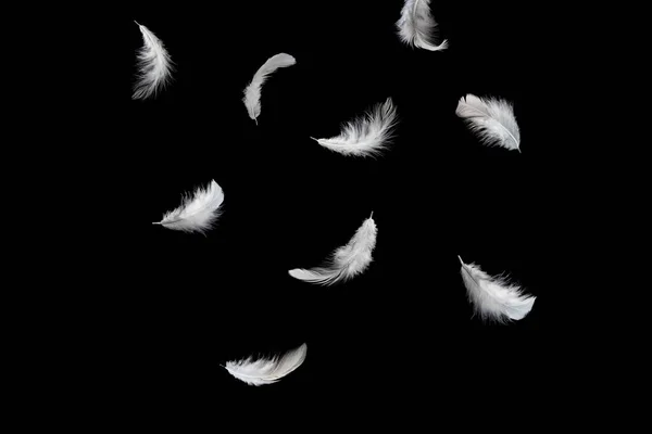Streszczenie Pióra Białego Ptaka Spadające Powietrzu Pióra Pływające Czarnym Tle — Zdjęcie stockowe