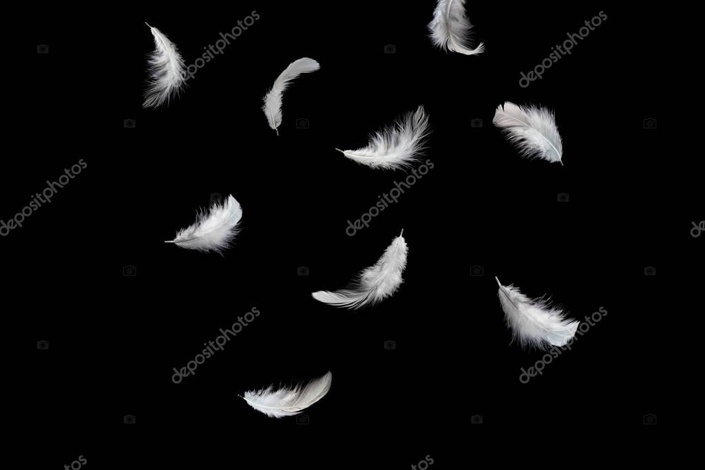 Abstract White Bird Feathers Falling in The Air. Feathers Floating on Black Background