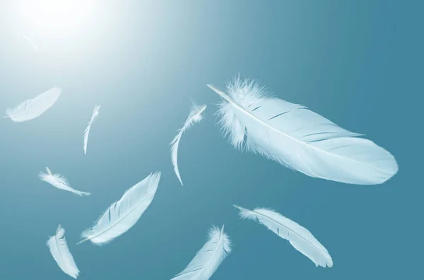Penas Pássaros Brancos Abstrato Voando Céu Penas Flutuando Céu — Fotografia de Stock